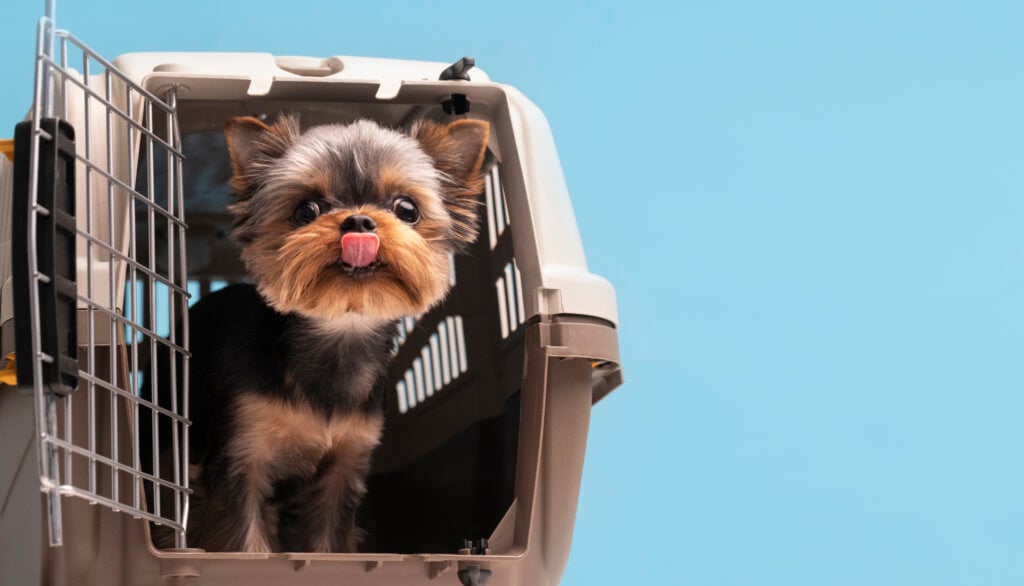Voar com seu pet pode ser mais seguro do que você imagina. | Foto: Freepik.